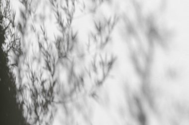 Gölgelerin içinden bambu ağacı.