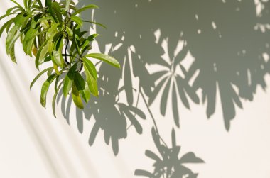 Yaprakları gölge duvar.