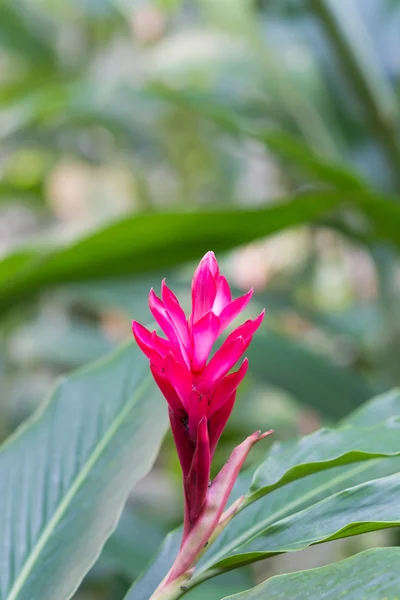 Struzzo pennacchio, rosa cono zenzero — Foto Stock