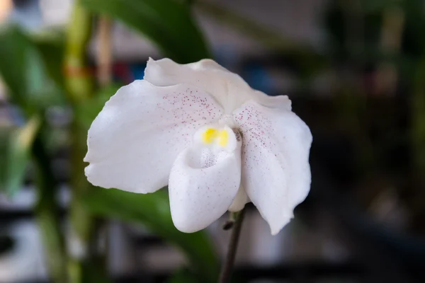 Paphiopedilum niveum orquídeas — Fotografia de Stock
