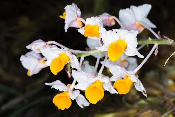 Dendrobium thyrsiflorum orquídeas — Fotografia de Stock