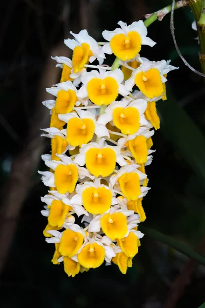 Orchidee di Dendrobium thyrsiflorum — Foto Stock