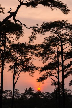 Çam günbatımı siluet