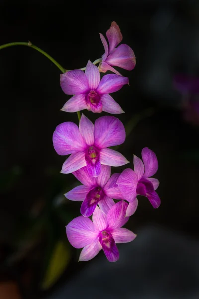 Ramo de orquídeas púrpuras — Foto de Stock