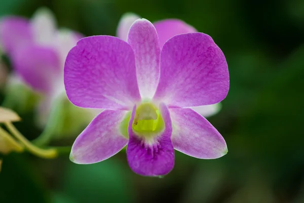 Orquídea púrpura sola — Foto de Stock