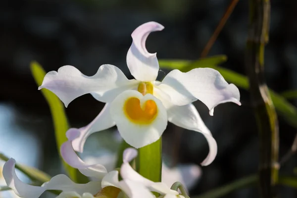 Dendrobium signatum orchids. — Stock Photo, Image