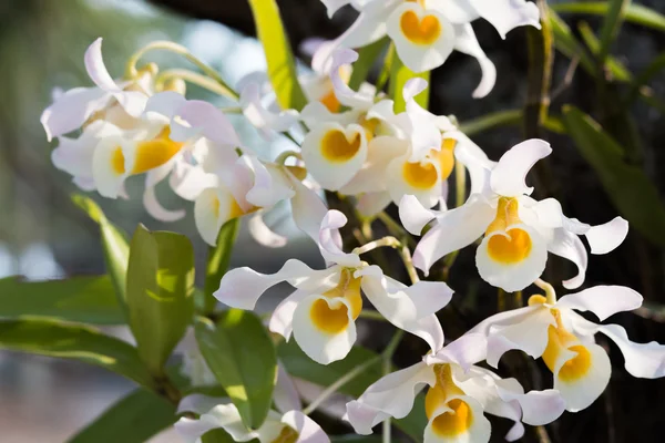 Dendrobium signatum orquídeas . — Fotografia de Stock