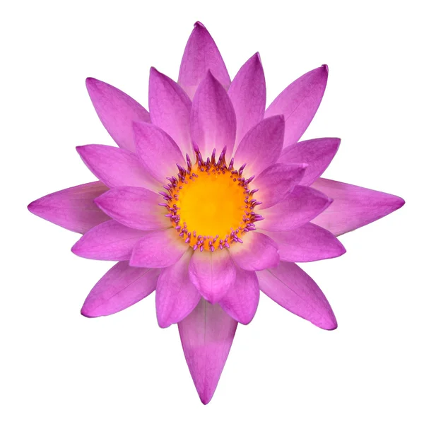 Pink lotus blooming — Stock Photo, Image