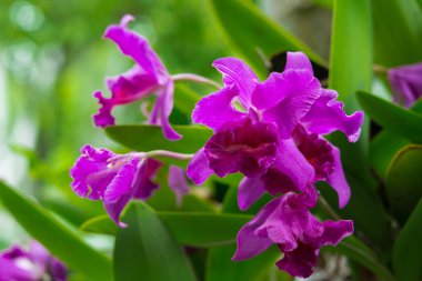 Cattleya orkide mor.