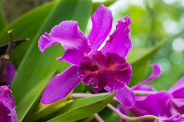 Cattleya orkide mor.