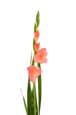 güzel Glayöl çiçek 