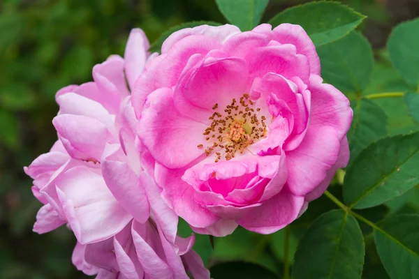 Rosa damascena flower 