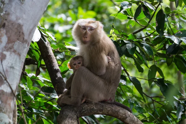 Affenmutter und -tochter — Stockfoto