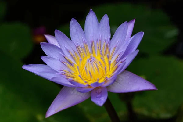 Hermoso loto púrpura . — Foto de Stock