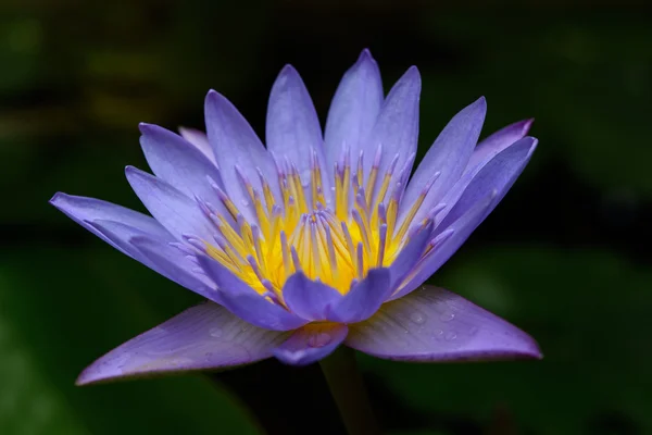Hermoso loto púrpura . — Foto de Stock