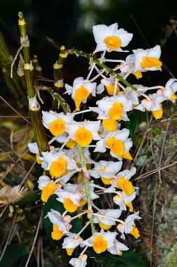 Dendrobium thyrsiflorum orkide