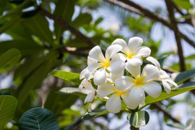 Frangipani plumeria, templetree, Tayland çiçek  