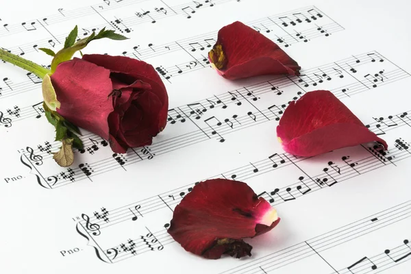 Rosa roja y partituras . — Foto de Stock