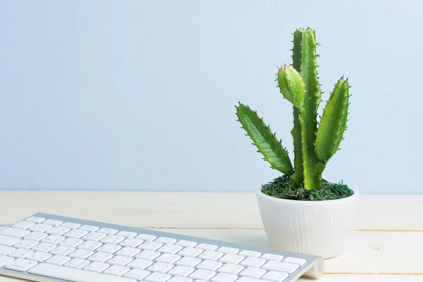 Office kompozíció kaktusz — Stock Fotó