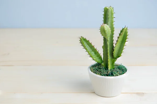 Cactus sobre mesa de madera — Foto de Stock