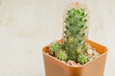 Kaktüs ahşap arka plan üzerinde