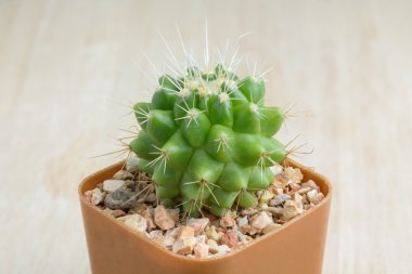 Kaktüs ahşap arka plan üzerinde