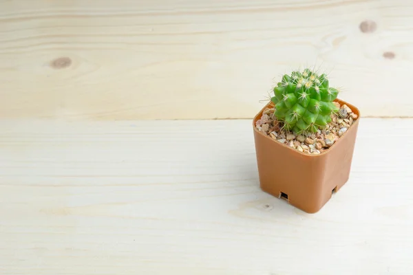 Cactus on wooden table — Stock Photo, Image