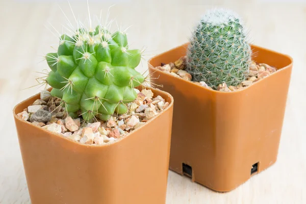 2 Cactus en la decoración del florero — Foto de Stock