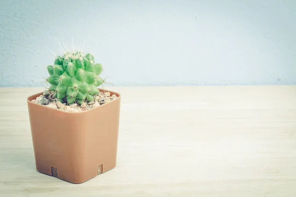 Kaktus på trebord, årgang – stockfoto