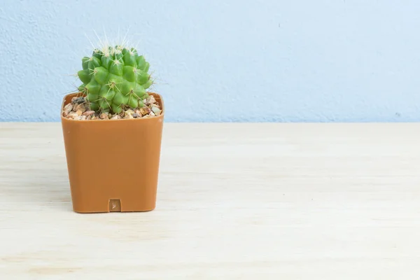 Kaktus na drewnianym stole — Zdjęcie stockowe