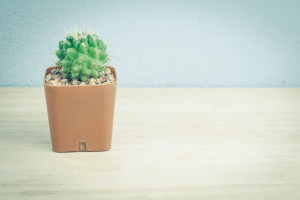 Cactus on wooden table,  vintage tone — Stock Photo, Image