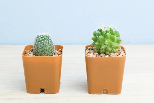 Três cactos em vasos — Fotografia de Stock