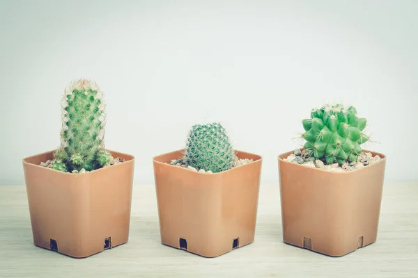 Três cactos em vaso, tom vintage — Fotografia de Stock