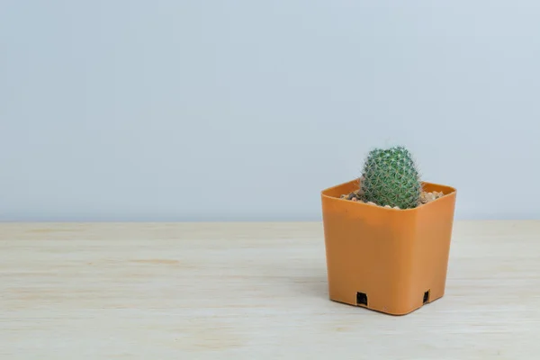 Cactus sobre mesa de madera — Foto de Stock