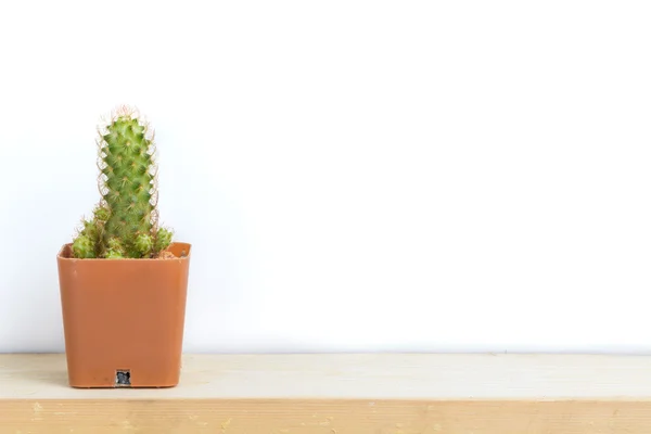 Cactus sobre mesa de madera — Foto de Stock