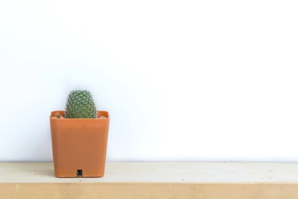Cactus sobre mesa de madera — Foto de Stock