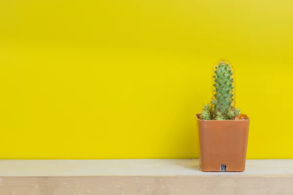 Ollas de cactus, fondo amarillo —  Fotos de Stock