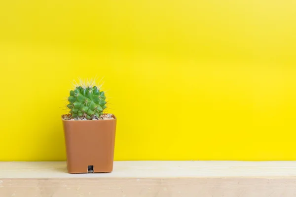 Ollas de cactus, fondo amarillo —  Fotos de Stock