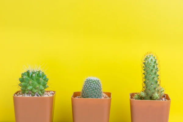 Three potted cactus on yellow background — Stock Photo, Image