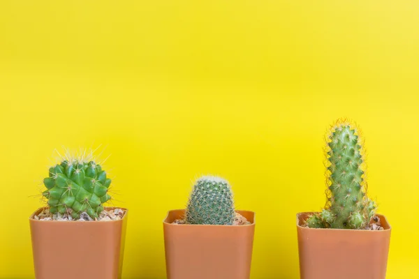Tres cactus en maceta sobre fondo amarillo Fotos De Stock Sin Royalties Gratis