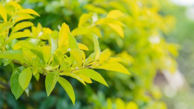 yeşil yapraklar arkaplan