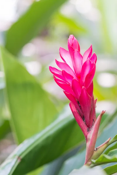 Rosso torcia zenzero — Foto Stock