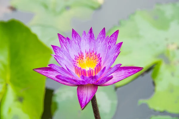 Floración de loto violeta — Foto de Stock