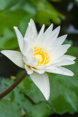 Menekşe lotus çiçek açan