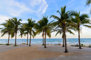 Hindistan cevizi ağaçları ile denizin