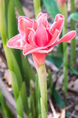 güzel meşale zencefil çiçeği