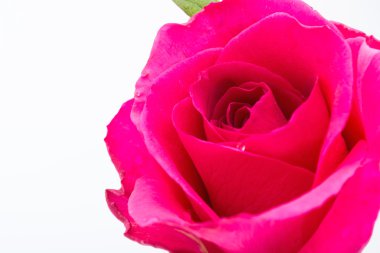 pembe gül çiçeği