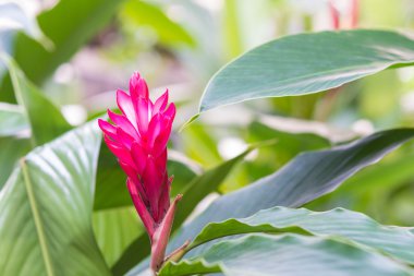 Kırmızı meşale Gingeron