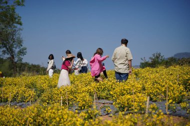 Phetchabun, Tayland - 6 Aralık 2020; Krizantem İndium çiçek bahçesinde birçok turist 