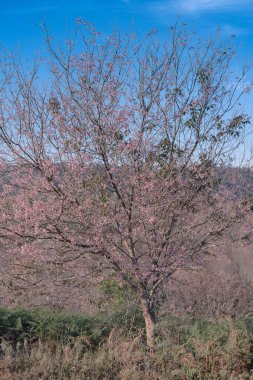 Yakın plan pembe Himalaya kiraz ağacı Phulomlo 'daki orman parkında, Tayland' da seyahat yeri.